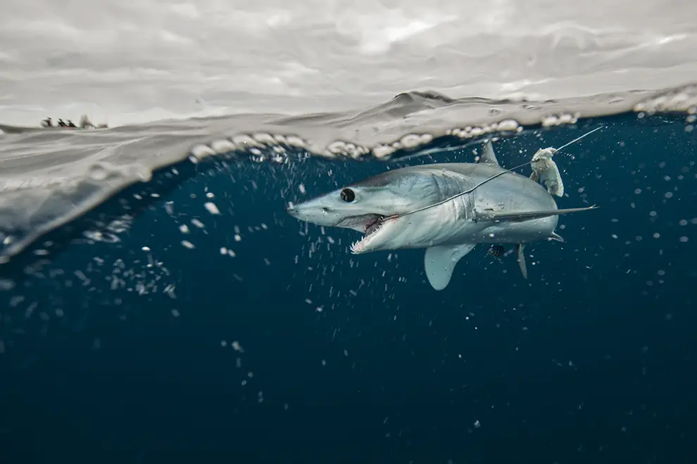 Shark fishing